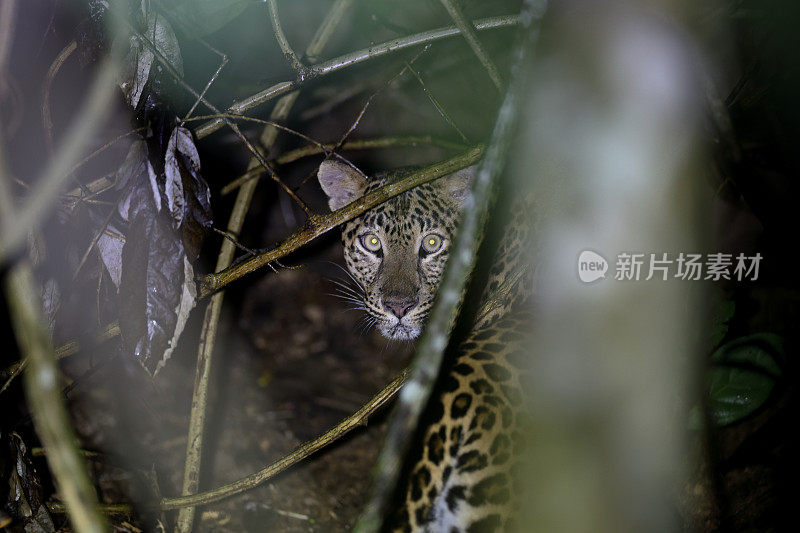 动物:成年雌豹(Panthera pardus)。